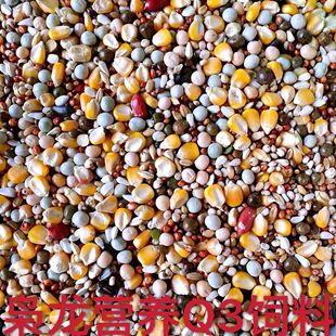 枭龙Q3 带玉米鸽子粮种鸽粮营养鸽粮赛鸽饲料信鸽子饲料50斤包邮