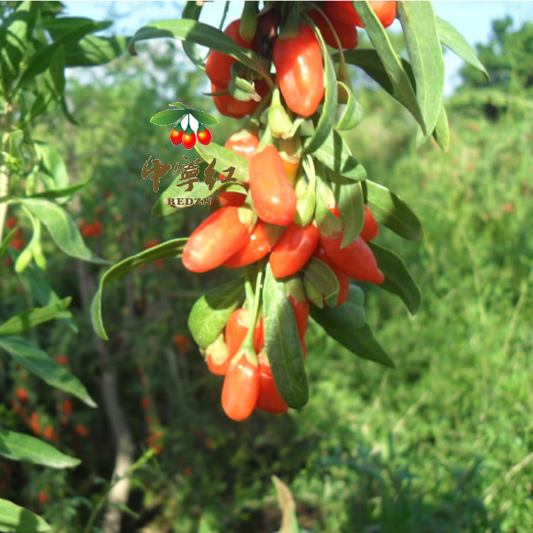 正宗宁夏中宁农家枸杞泡水干吃2025年新货苟杞子500g  原产地包邮