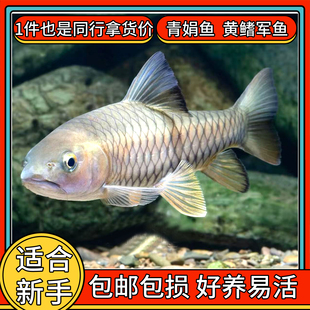军鱼青娟鱼苗吉罗热带原生鱼冷水观赏鱼金鱼活体大型猛鱼好养易活