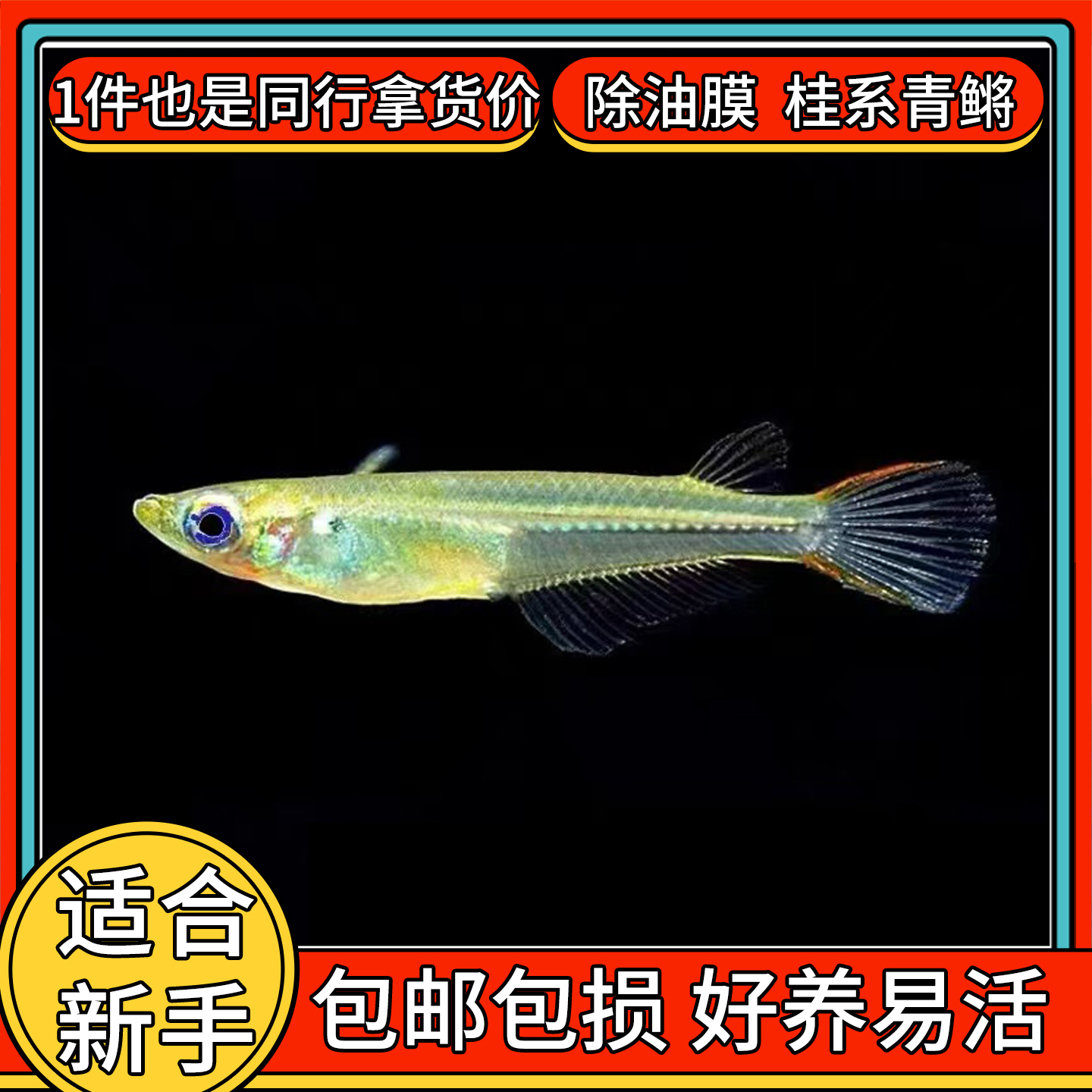 桂系青鳉除油膜工具鱼热带原生鱼冷水观赏鱼金鱼活体鱼苗观背青鳉