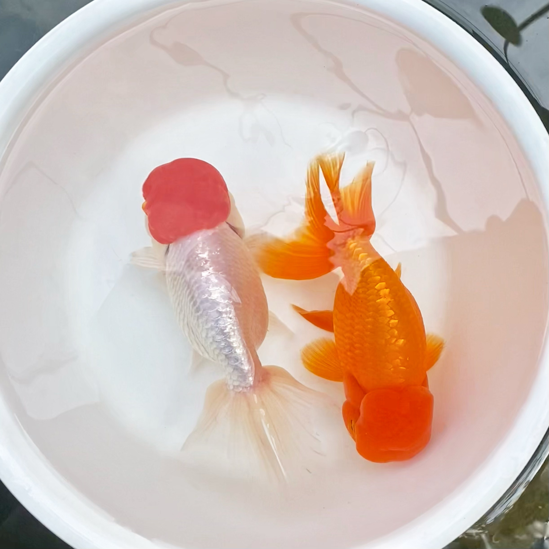 宫鹅王虎宫廷鹅头红王字虎头鱼苗