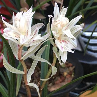 当年开花兰花苗包活莲瓣兰凤
