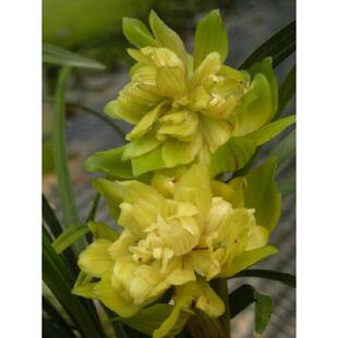 包邮 室内兰花春剑【特大号黄菊】老种客厅兰花苗阳台绿植花卉