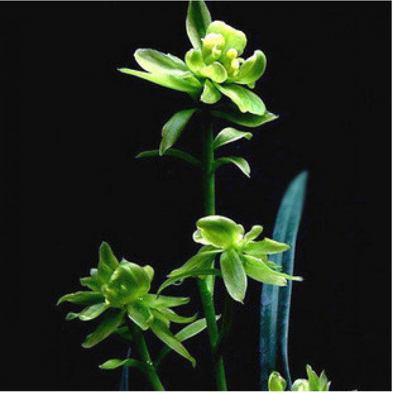 包邮 室内兰花苗自然种植兰花 建兰 天山牡丹 阳台花卉兰花盆栽
