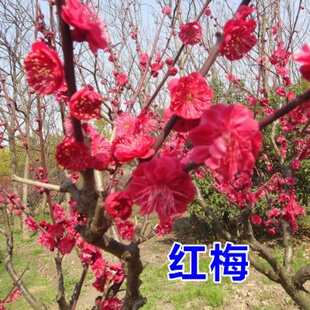 梅花树苗红梅盆景小苗榆叶梅美人梅物美树桩庭院室内盆栽花卉植物