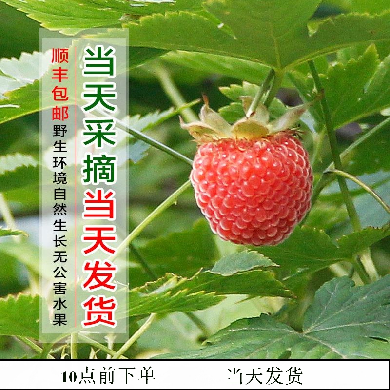 浙江成熟新鲜树莓红树莓牛奶莓覆盆子红树莓黑树莓拍下当天发货