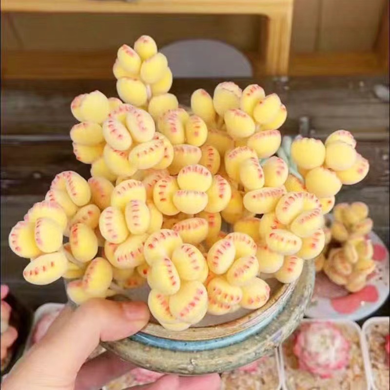 白熊多肉老桩超级可爱绿熊高档肉肉耐寒多肉植物黄熊阳台懒人好养