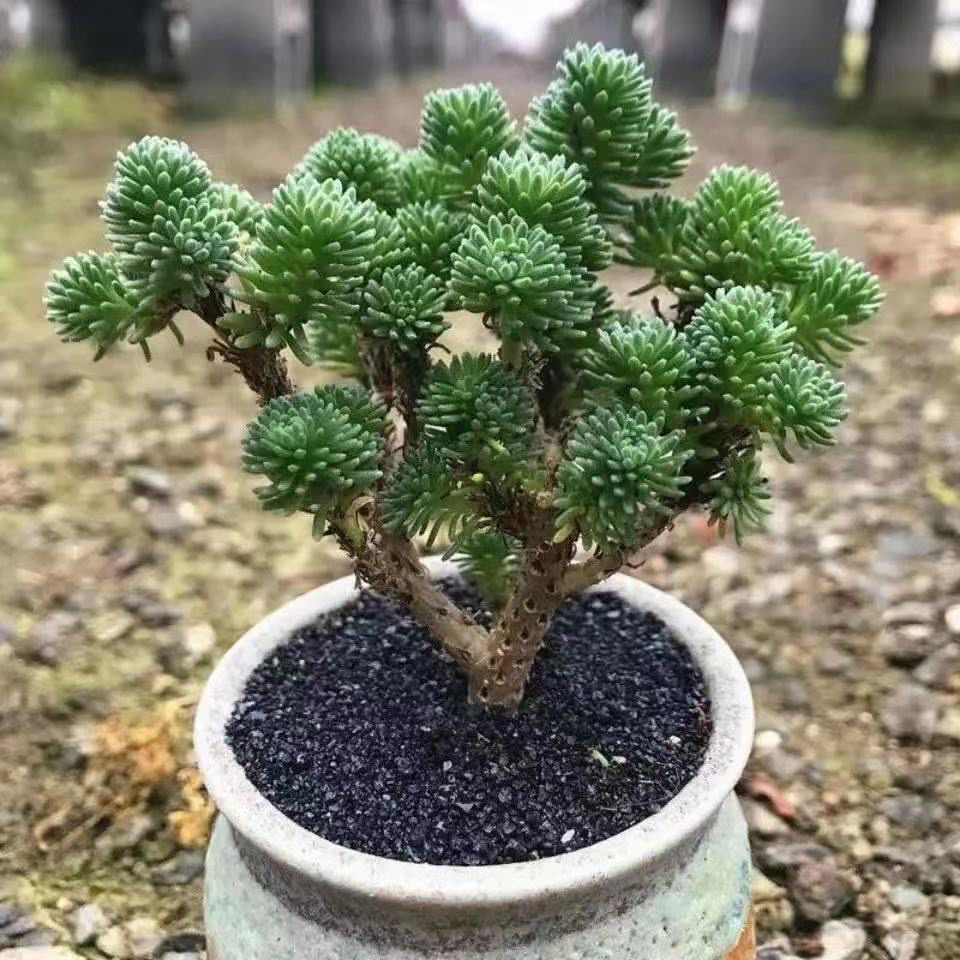 球松群生老桩多肉植物组合盆栽绿植花卉办公室内阳台萌肉肉防辐射