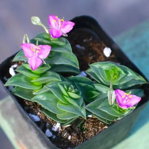 一帆风顺小帆船多肉植物