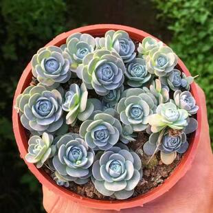 子持莲华多肉植物桌面阳台迷你可爱爆盆群生多头萌肉绿植花卉盆栽