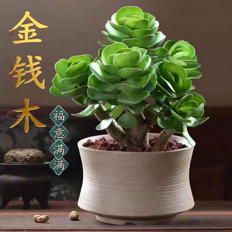 金钱木老桩含盆多肉植物栽好