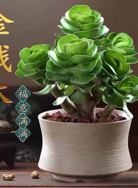 金钱木老桩多肉植物带盆