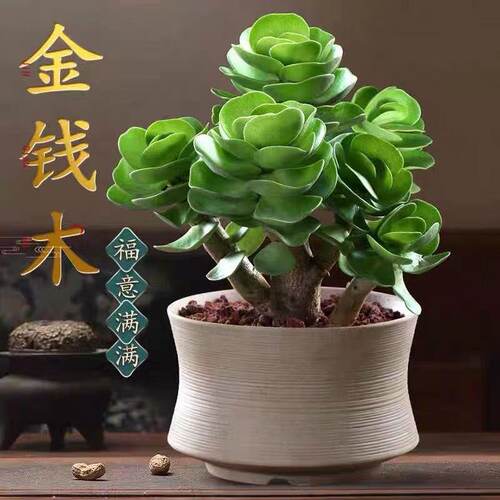 金钱木老桩含盆多肉植物栽好