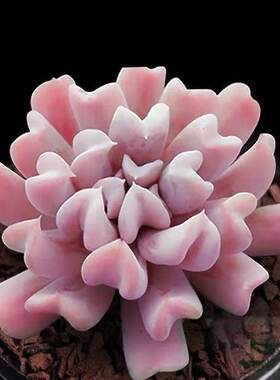 特玉莲创意绿植花卉萌心型
