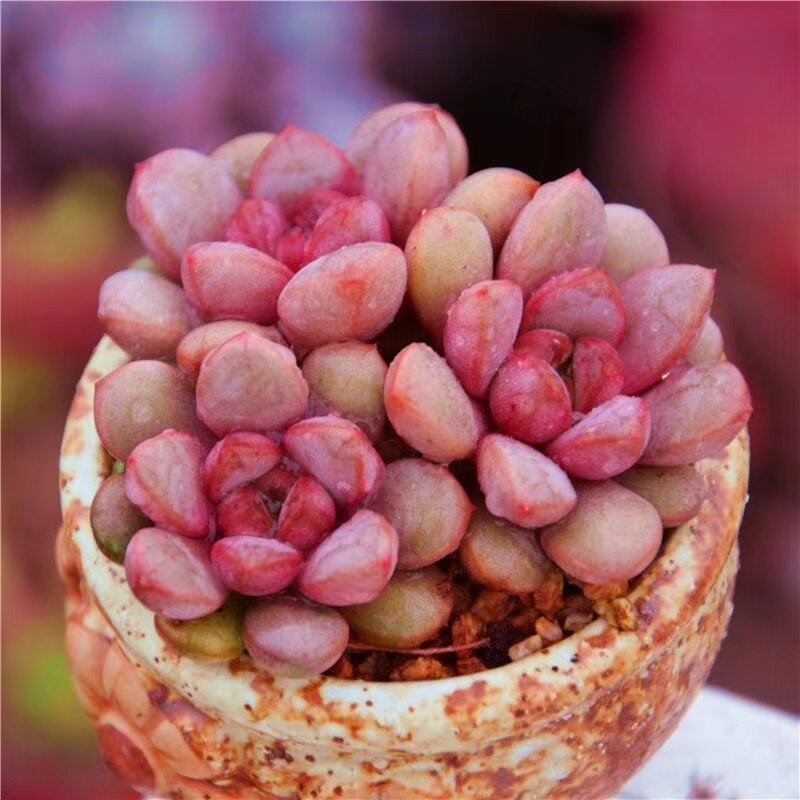 葡萄多肉植物姬葡萄肉肉唯美多肉组合盆栽花卉防辐射超萌好养肉肉