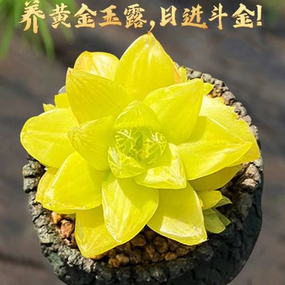 黄金玉露多肉植物室内组合属精品雨露绿植云南花卉姬玉露水晶