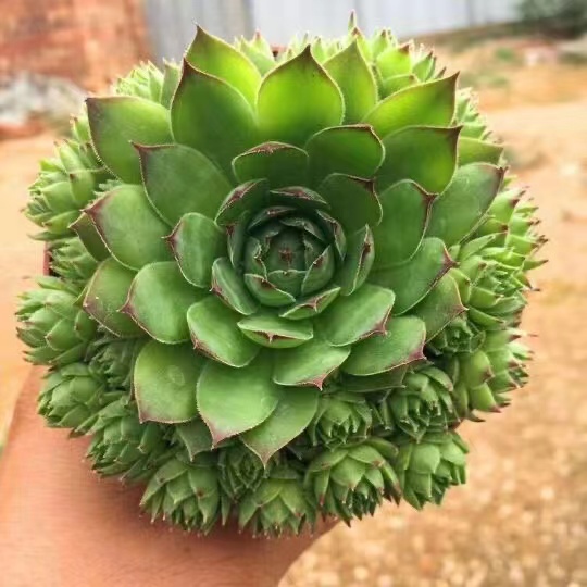 大颗观音莲多肉植物多头群生带崽长生草系列好养易活防辐射盆栽绿