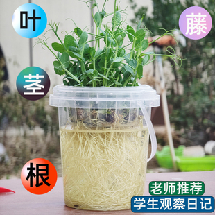 儿童种植水培植物透明盆栽种子发芽生长全过程盆栽学生观察盒