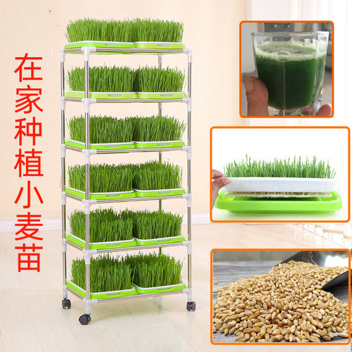 新大麦小麦籽麦芽糖榨汁发芽率高