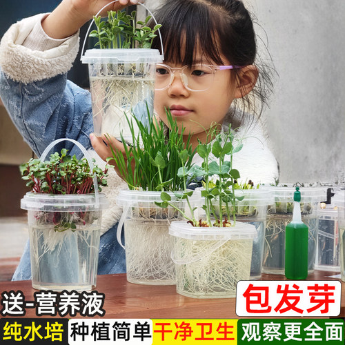 小学生儿童植物观察盒绿豆芽生长种植盘水培小盆栽幼儿园实验作业