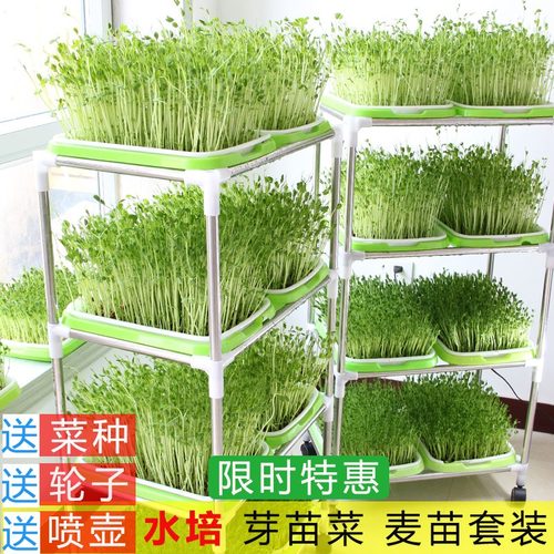 【食品级材质】豆芽种植盆芽苗菜