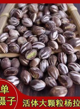 杨拉罐学生宿舍坦克虫仓鼠鹦鹉松鼠蜜袋鼯金丝熊零食高蛋白增肥用