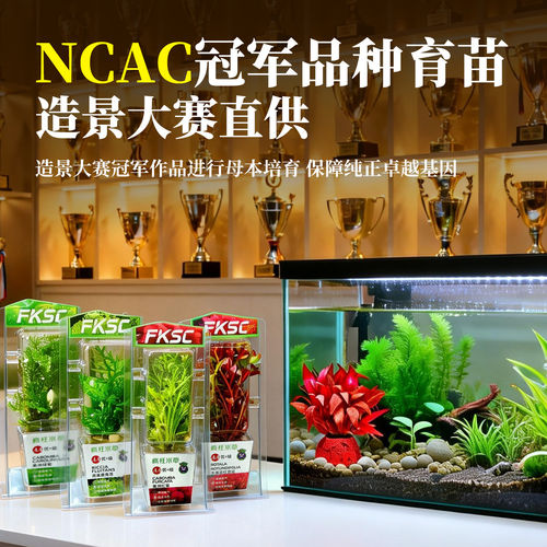 鱼缸水草植物造景摆件水培蜈蚣草水榕增氧绿菊养鱼阴性水草