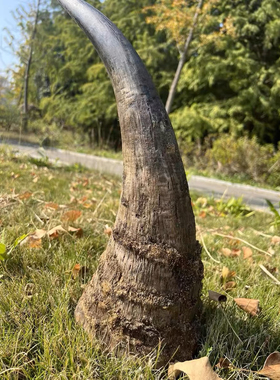 保真天然披毛犀角亚洲非洲高端文玩古玩摆件髓腔鱼籽纹竹丝纹清晰