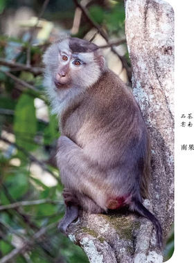 白知己 | 超级福利价·2026年南果河原始森林古树白茶200克饼