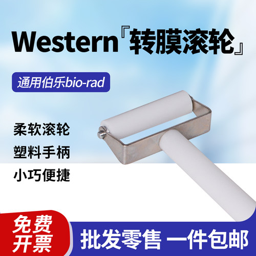 国产滚筒wb蛋白转膜助手硅胶