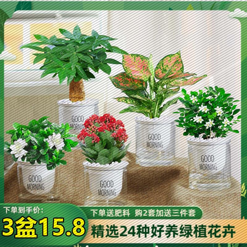 绿植发财树黄金葛栀子花卉盆栽办公室内九里香吸甲醛小水培多肉植