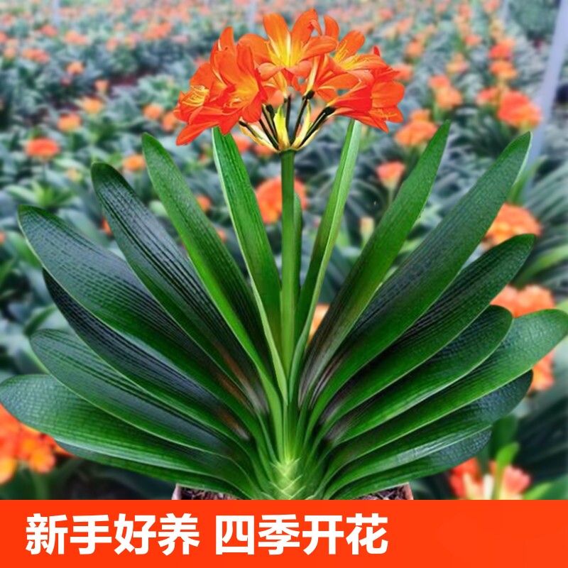 四季君子盆栽兰和圆头尚带花苞蝴蝶兰花卉盆景室内好养绿植物易活