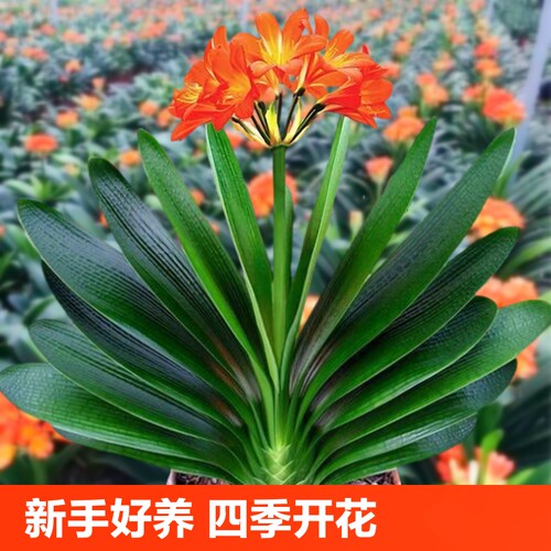 四季君子盆栽兰和圆头尚带花苞蝴蝶兰花卉盆景室内好养绿植物易活