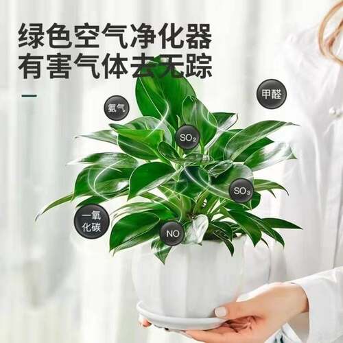 铂金钻盆花卉栽绿萝箩植物室内花水培绿植发财树吸除甲醛多肉好养