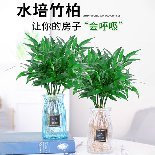 驱蚊竹柏大棵植物水培室内水养绿植花卉盆栽办公室桌面驱蚊草好养