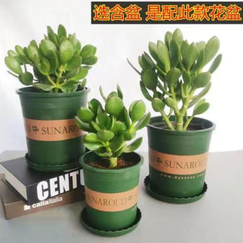 玉树盆栽老桩多万年青肉植物室内阳台摆件观赏净化空气玉树花卉