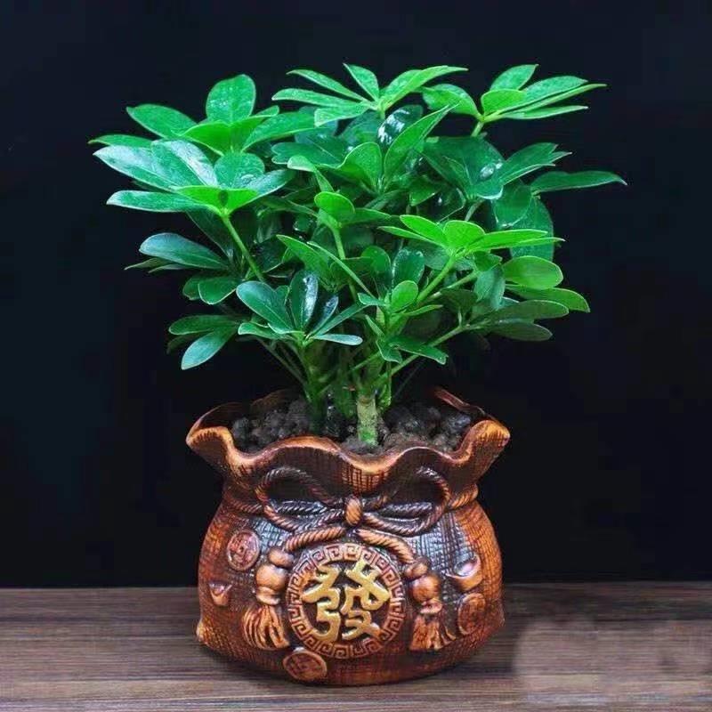 四季常青鸭脚来财八方木室内阳台桌面绿植大型盆栽花卉绿萝发财树