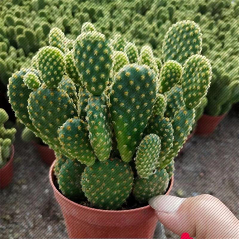 多肉植物黄毛掌红毛掌仙人掌科室内美观防易养美观防盆栽