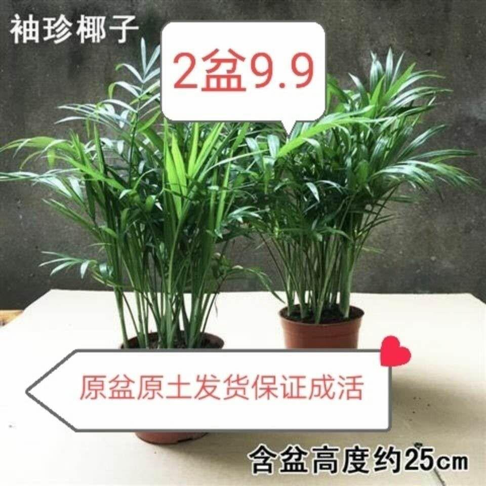 【袖珍椰9.9盆2子】散尾葵凤尾竹四季常青好养绿植吸甲醛净化空气