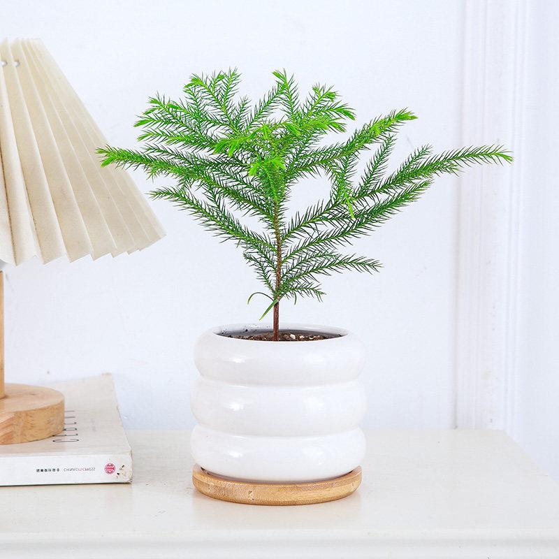 南洋杉盆栽植物桌面好养活小绿植盆景网红花卉室内观叶花卉绿植