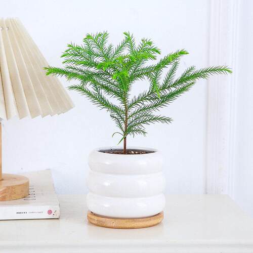 南洋杉盆栽植物桌面好养活小绿植盆景网红花卉室内观叶花卉绿植