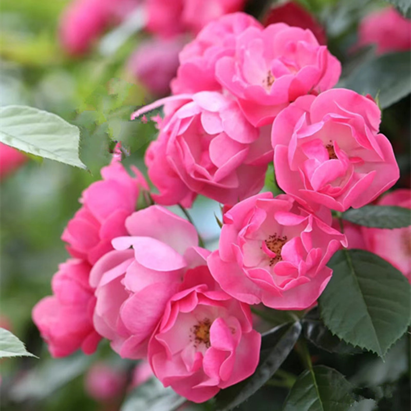 安吉拉月花盆栽庭院季园爬藤植物多季节丰花藤本月季耐热抗病好养