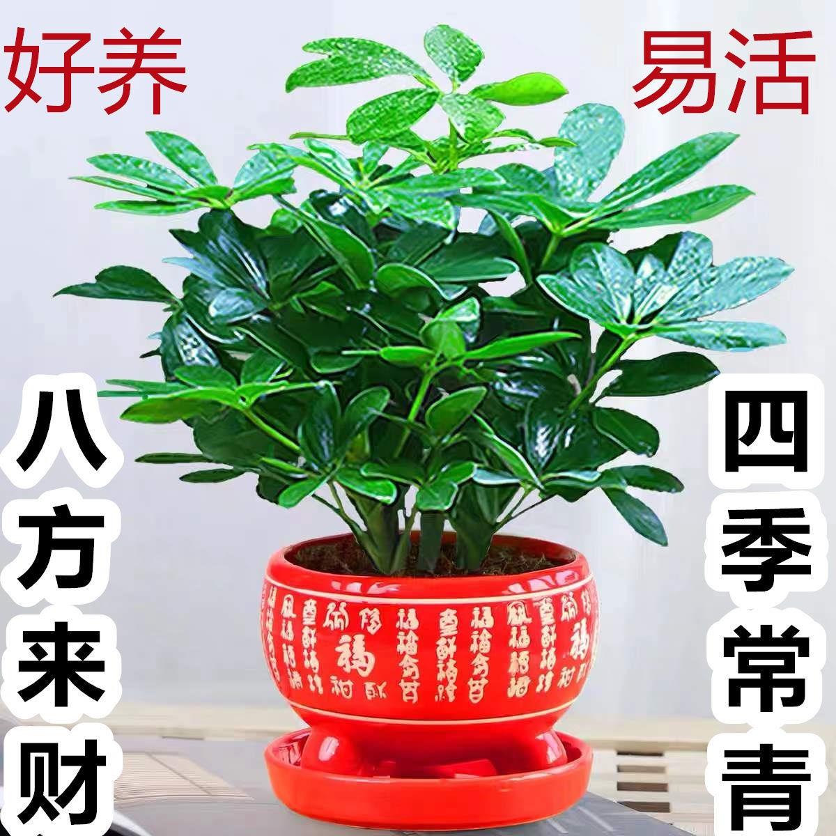 八方来财七盆栽鸭脚木叶莲室内阳台桌面绿植花卉发财树四季长青