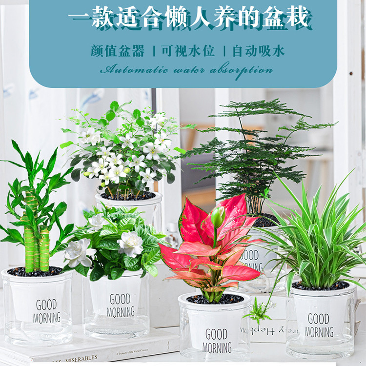 绿萝发财树盆花卉吊兰栽植物室内文竹多肉甲醛水培小绿植好养吸除