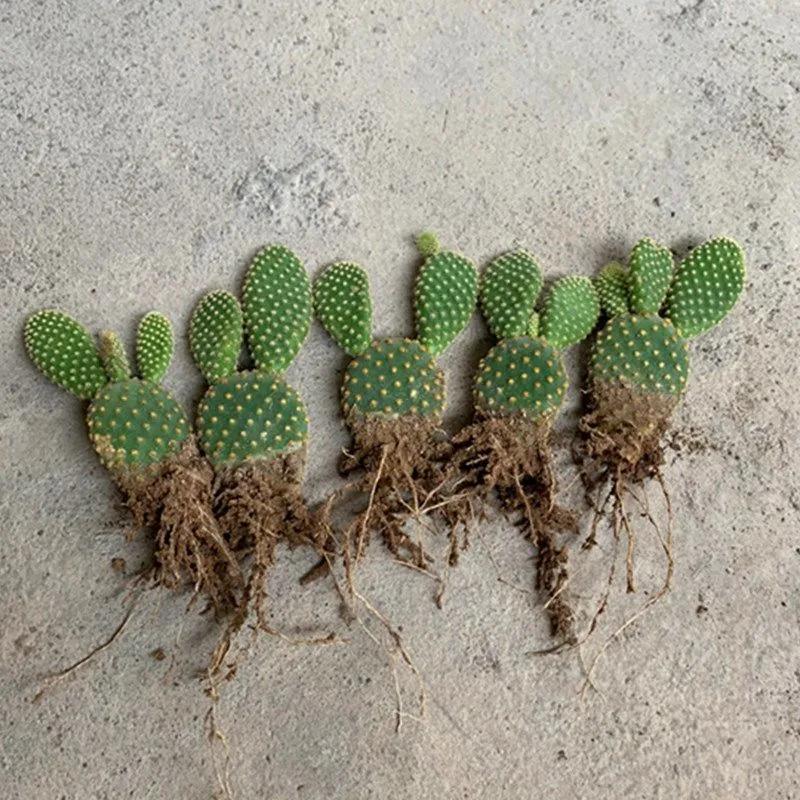 黄毛掌仙人掌植物多肉可爱兔耳朵夏季好养新手盆栽花卉防辐射绿植