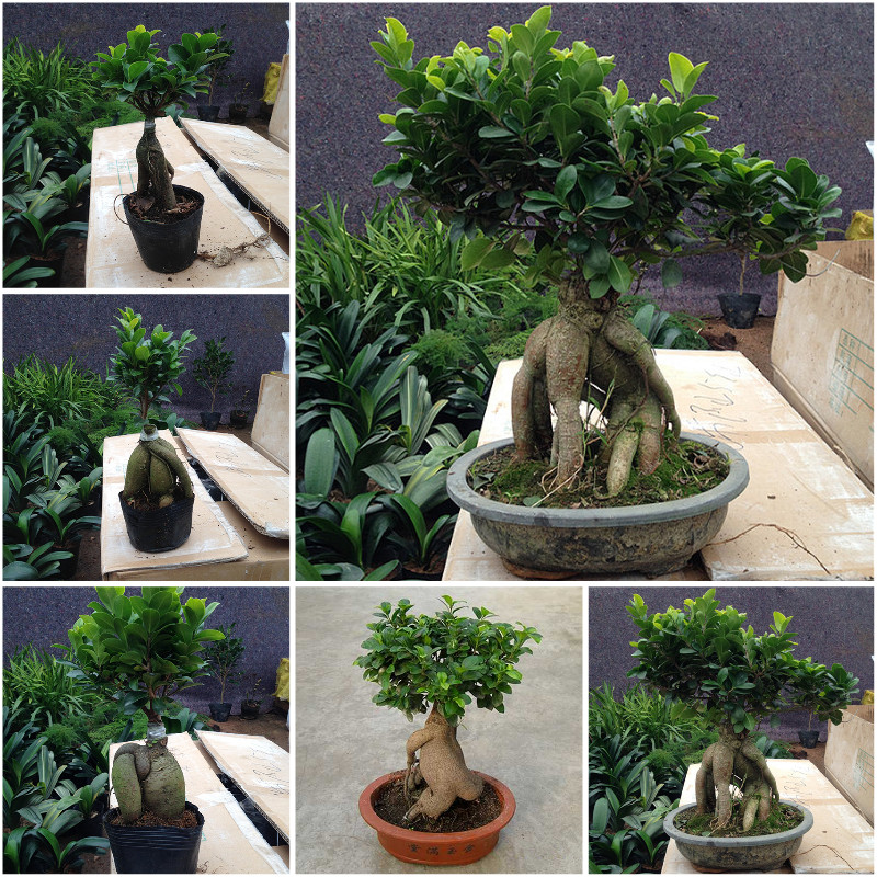 榕树大榕办公室树客厅绿植盆栽花卉植物阳台室内盆景包邮