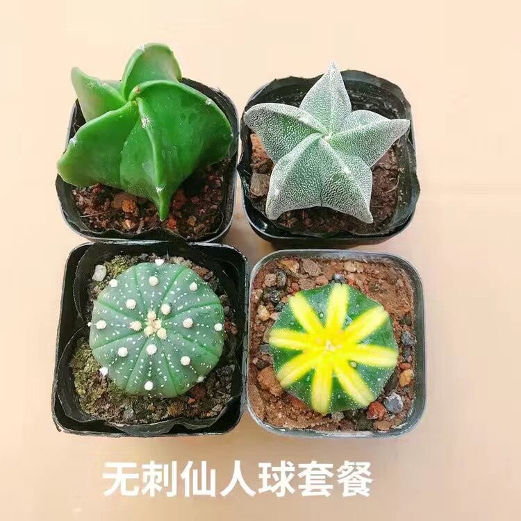 鸾凤玉四银砂琉璃五角仙人球多肉多肉植物组合绿植花卉盆栽吸甲醛