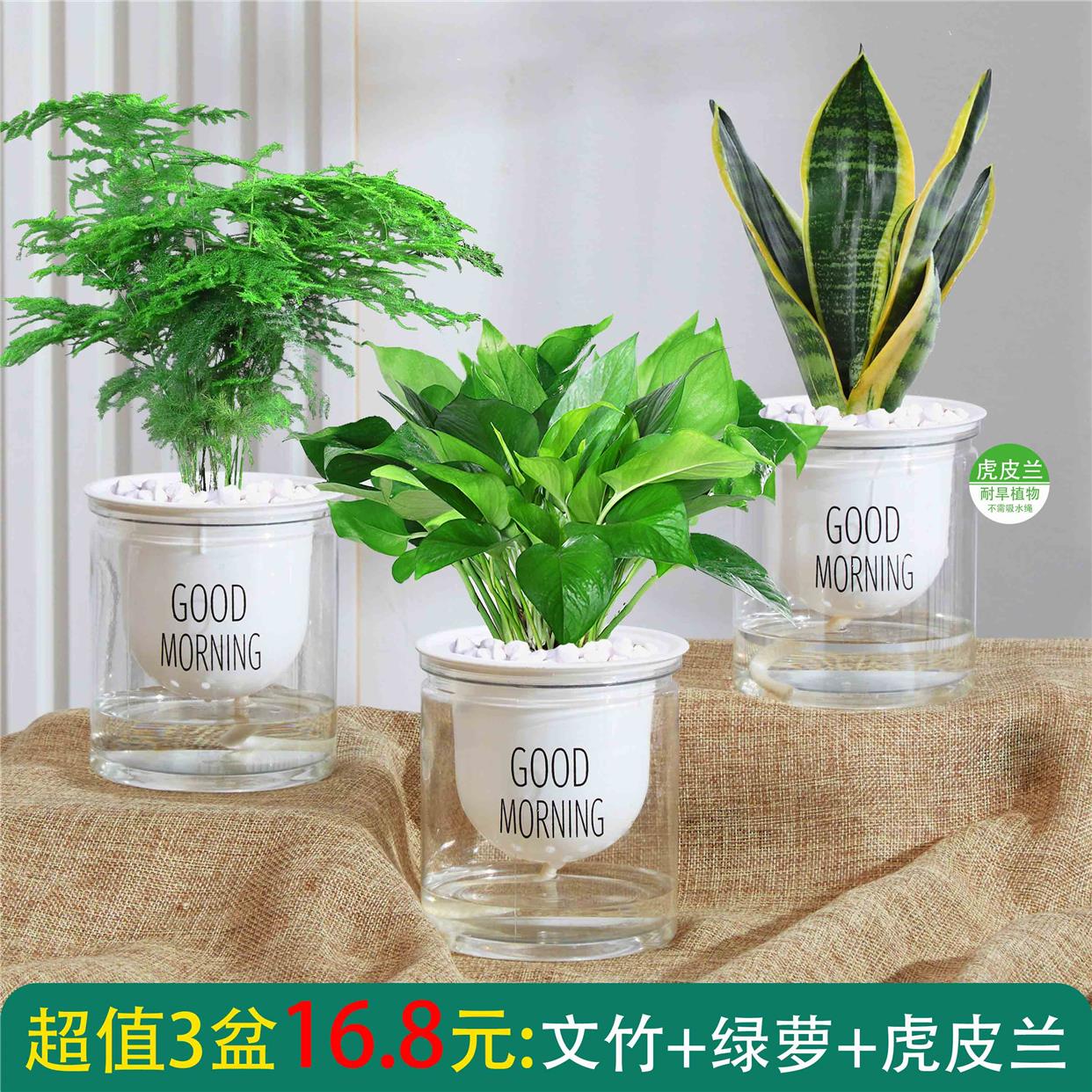 绿植发财树葛栀子黄金花卉盆栽办公室内九里香吸甲醛小水培多肉植