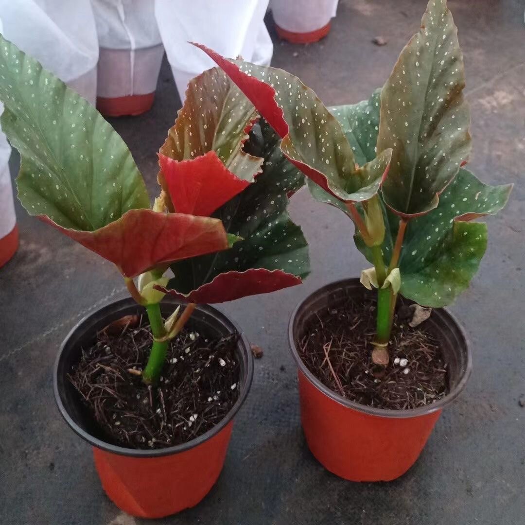 竹节海棠盆栽大叶花卉斑点易活四季阳台观叶秋海棠木本绿植物好养