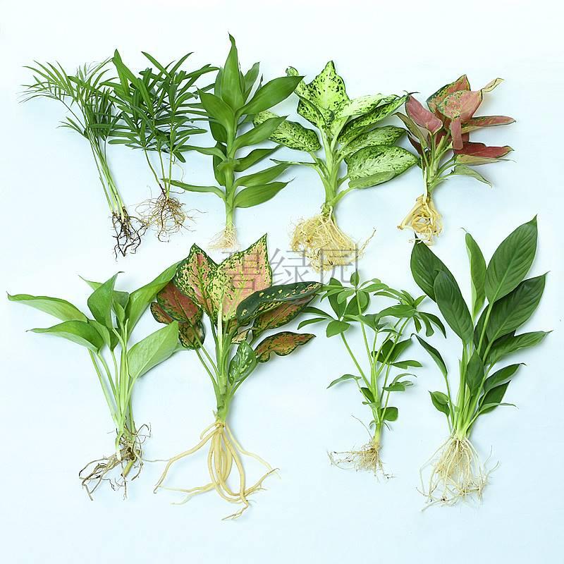 水养植物室内罗汉红掌松花卉绿植竹芋水生袖珍椰子桌面小植物盆栽